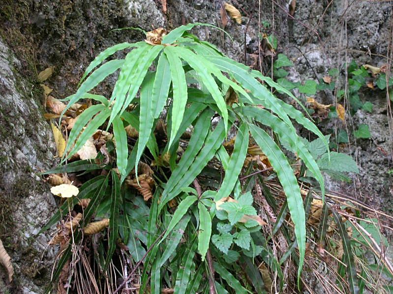 Pteris cretica / Pteride di Creta